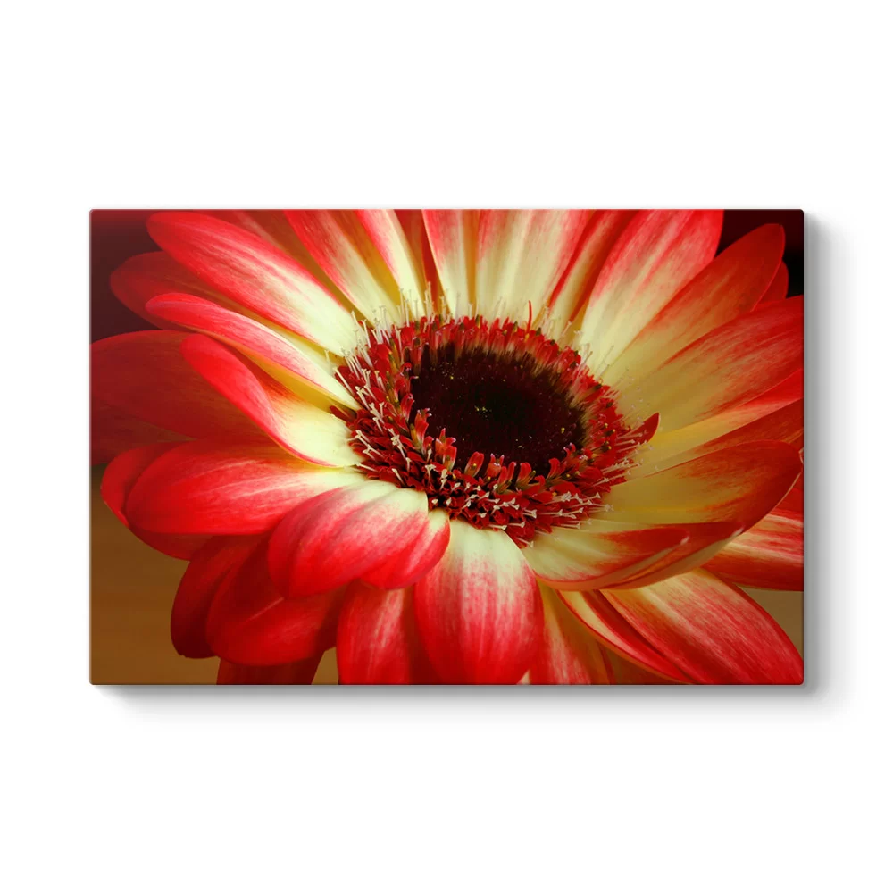Kırmızı Gerbera Çiçeği Tablosu - Model 1